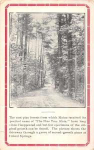 Poland Maine Pine Tree Roadway Antique Postcard K84381