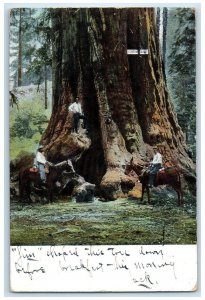 c1920's Kings Canyon National Park Horse Back Ride Big Tree California Postcard