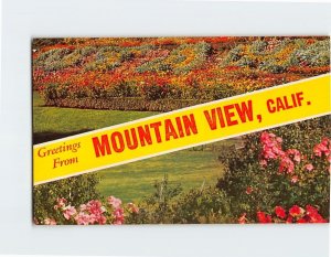 Postcard Greetings from Mountain View California USA