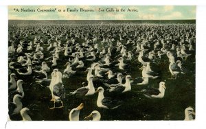 Birds - Sea Gulls in the Arctic