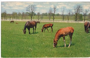 US    PC2903  KENTUCKY HORSE FARM
