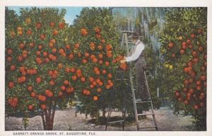 Florida St Augustine Picking Oranges In Garnett Orange Grove Curteich
