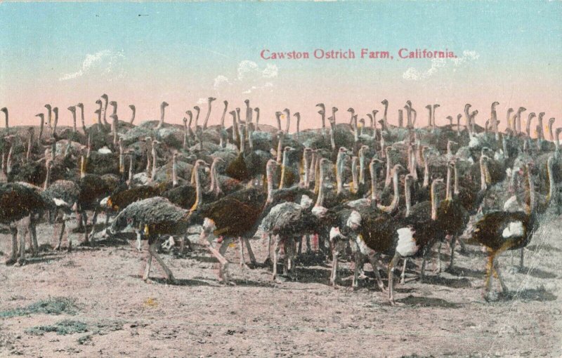 Postcard Cawston Ostrich Farm California