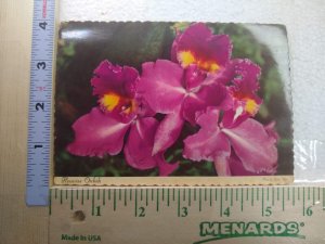 Postcard Hawaiian Orchids, Hawaii