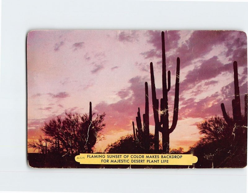 Postcard Flaming Sunset Of Color Makes Backdrop For Majestic Desert Plant Life 