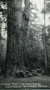 C. 1910-20 Father Tree California Redwood Forest, CA Postcard P87