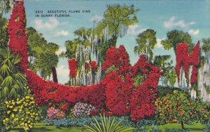 Beautiful Flame Vine in Sunny Florida 1956