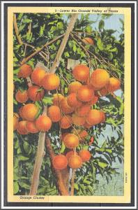 Texas, Harlington Orange Cluster - [TX-025]