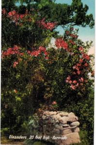 Bermuda St Georges Oleanders 1910 Unused 20 Feet high 