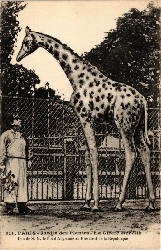 CPA Paris 5e-Jardin des Plantes-La Girafe Ménélik (324244)