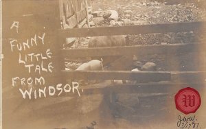 Pigs Funny Little Tale Windsor, USA 1907