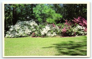 1960s VALDOSTA GEORGIA THE AZALEA CITY SPRINGTIME PHOTOCHROME POSTCARD P3022