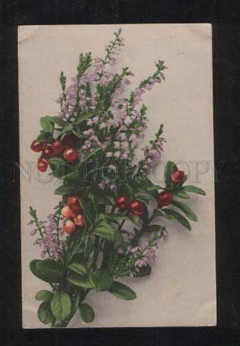 068427 Bouquet w/ COWBERRY Style KLEIN vintage Photo PC