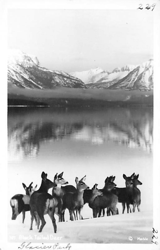 Black Tailed Deer Glacier park Deer Unused writing on front, real photo