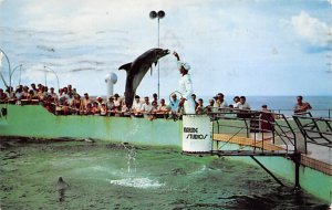 Marineland of Florida Jumping Porpoises Marineland FL 