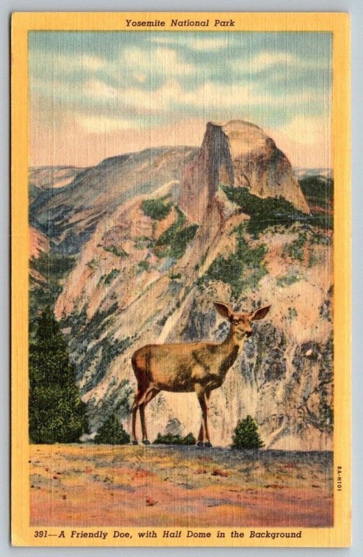 Vintage California Postcard - Yosemite National Park - A Friendly Doe