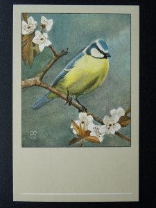 Bird Theme BLUE TIT c1950s Postcard by P. Sluis Series 9 No.100