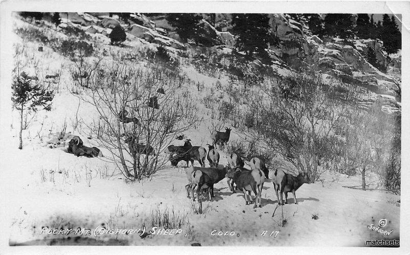 1909 Rocky Mountain Big Horn Sheep Colorado Sanborn RPPC real photo 6384