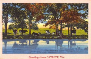 Catlett Virginia Greetings From group of cows by stream antique pc ZB548001