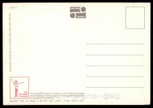 The Yellow Elder, Bahamas