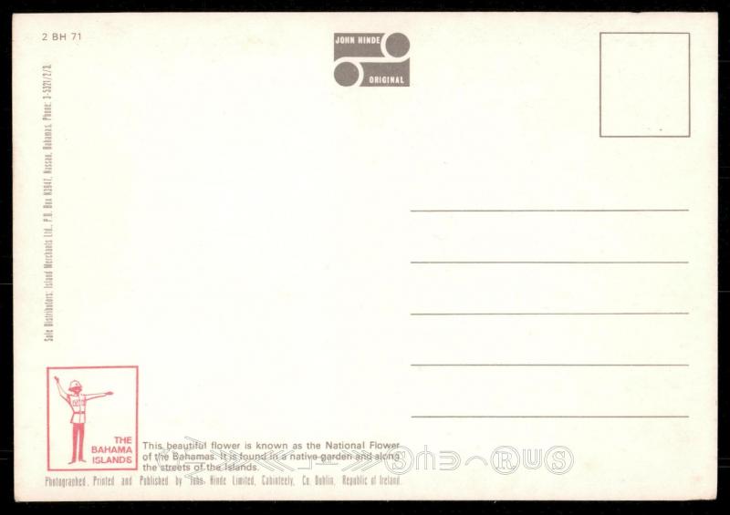 The Yellow Elder, Bahamas