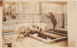 J68/ Seattle Washington RPPC Postcard c1920s Polar Bear Zoo Cage  193