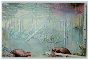Maine ME, State Capital Museum Display Of Beaver Family Vintage Postcard 