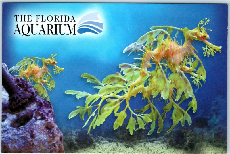 c2000s Tampa FL Leafy Seadragons Jumbo Postcard Florida Aquarium Marine Life M33