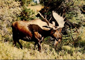 The Mighty Bull Moose Largest Of The Deer Family