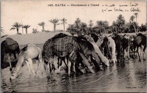 Tunisia Gafsa Chameaux a l'Oued Vintage Postcard C196