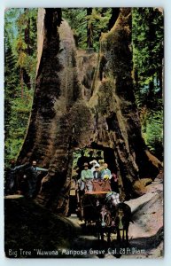 YOSEMITE, Mariposa Grove STAGECOACH Drive Thru WAWONA Big Tree  1911 Postcard