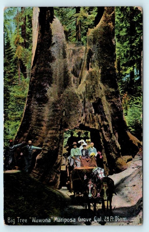 YOSEMITE, Mariposa Grove STAGECOACH Drive Thru WAWONA Big Tree  1911 Postcard