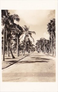 Cuba Avenue Of Palms Real Photo