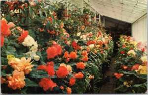 postcard Victoria BC Canada - Butchart Gardens - Begonias