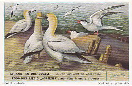 Liebig Trade Card S1610 Birds Of Beaches & Dunes No 2 Jan-van-Gent en Zeezwaluw