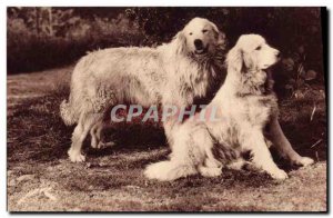 Old Postcard Dogs Pyrenees Guardians herds against the & # 39ours Dog