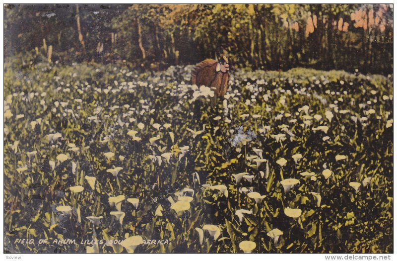 Field Of Arum Lilies, South Africa, PU-1911