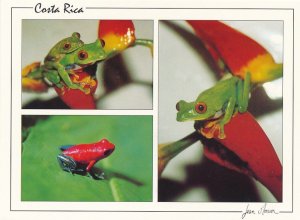 Frogs of Costa Rica - Red-Eyed Leaf Frogs - Poison-Arrow Frogs