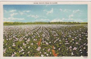 Maine Potato Field In Bloom 1947