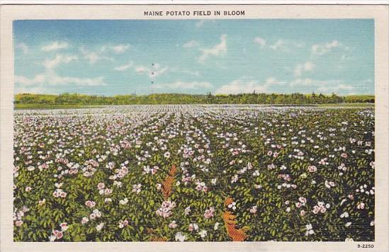 Maine Potato Field In Bloom 1947