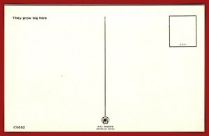 Saw A Fair-sized Trout Here Today - [MX-1089]