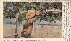 Grape Vine Carpenteria California  