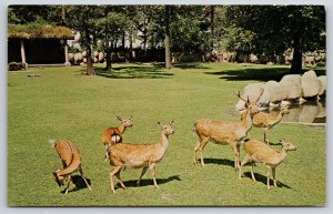 Animal~Formosan Sika Deer In Detroit Zoo~Vintage Postcard