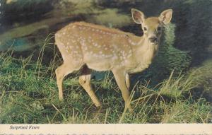 Surprised Fawn - Startled Deer - Animal