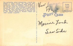 LPD22    Duck Playing Drum Music,   Postcard