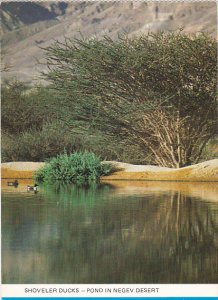 Israel Shoveler Ducks Pond In Negev Desert