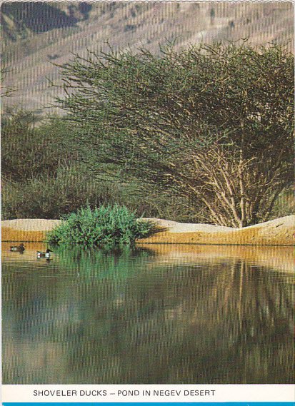 Israel Shoveler Ducks Pond In Negev Desert