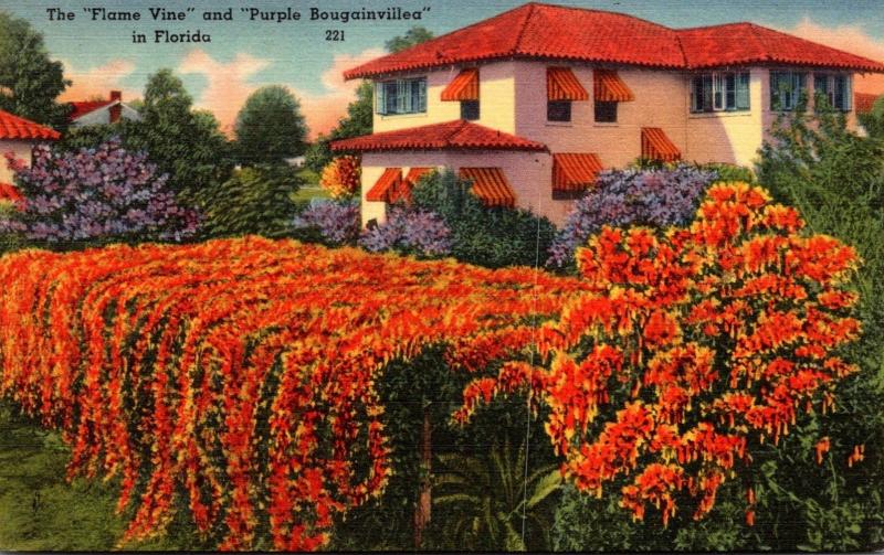 Florida Spanish Type Home and Flame Vine 1953