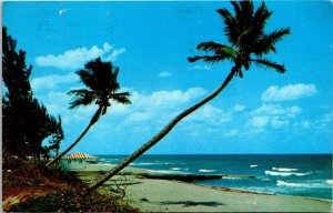 Whispering Palms Florida Coast FL Postcard PM Saint Petersburg FL Cancel WOB VTG 