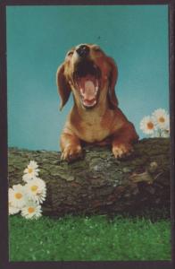 Yawning Puppy Postcard 